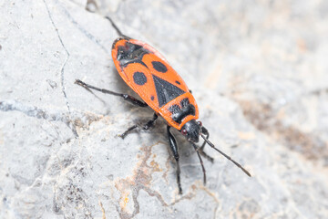 Pyrrhocoris apterus posed on a rock on a sunny day. High quality photo