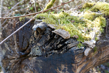close up of a tree trunk overgrown with moss