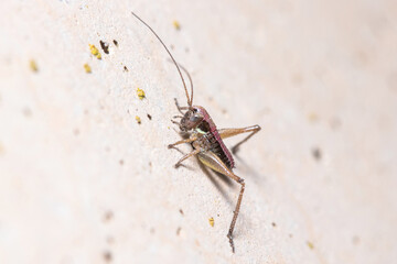 Nymph of bush cricket, Platycleis sp., posed on a concrete wall. High quality photo