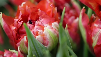 Macro photography of red tulip petals (tulip variety - Vero Red) in selective focus for background, large format