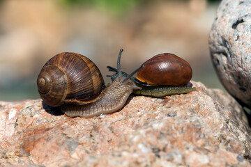 grape snail crawling on its territory