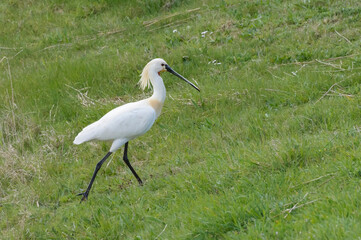 spoonbill - lepelaar,