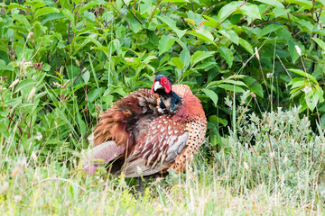pheasant in the wild - fazant