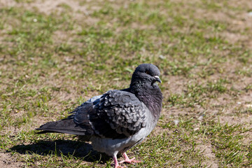 hungry pigeons living in the city