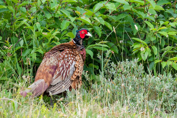 pheasant in the grass