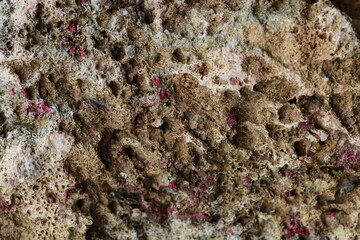 coral reef in the sea