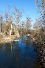 small river branch of the old rhine in sunshine