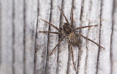 brown spider close-up macrophotography light background
