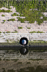 Pidgeon sitting in a rain water drainage pipe opening up on a canal in Delft, The Netherlands