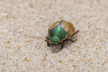 beetle on the sand Anomala dubia 