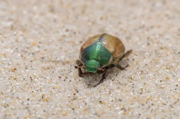 Foto auf Acrylglas beetle on the sand Anomala dubia  © Nora