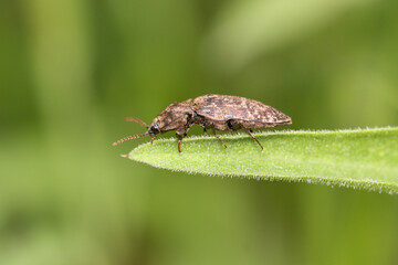 Click beetle at the end of a leaf