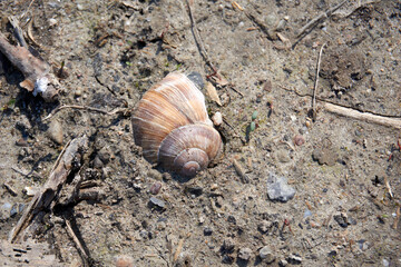 buried snail shell of a vine snail