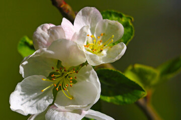 Bright flowering branch of an apple tree in the garden.