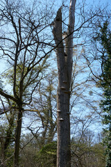 Fototapeta premium multiple white and grey mushrooms on a tree