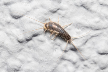 Silverfish insect, Lepisma saccharina, walking on a white wall. High quality photo