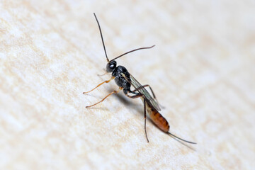 Ichneumon wasp, Ichneumonidae, posed on a wall looking for preys. High quality photo