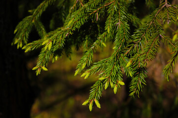 Young green branch of spruce in the spring forest.