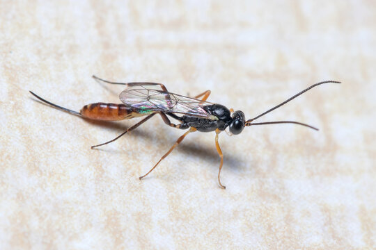 Ichneumon wasp, Ichneumonidae, posed on a wall looking for preys. High quality photo