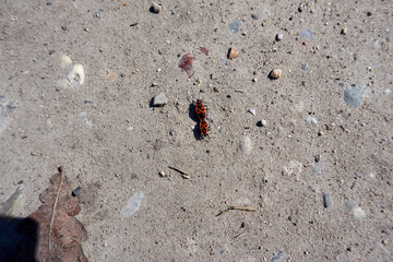 two red black beetles making love on the ground
