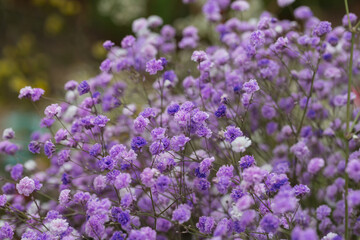 Colored dried flowers gypsophila，Gypsophila paniculata