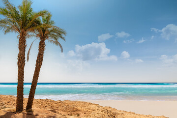 Plakat Paradise beach. Sunny beach with palm and turquoise sea in Red Sea, Egypt. Summer vacation and tropical beach concept.