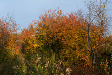 Autumn garden with bare plum tree and cherry trees with colorful orange foliage.