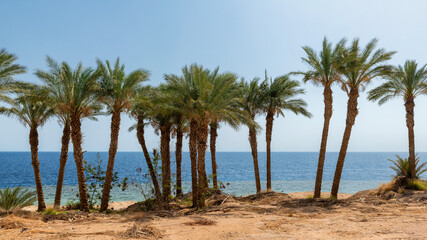 Fototapeta na wymiar Beautiful palm trees on tropical beach at sunset.