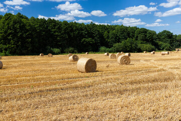stacks of their wheat straw