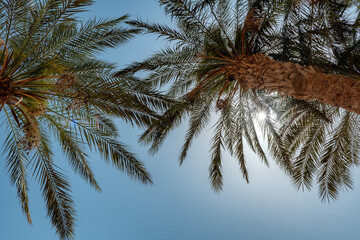 Palm trees against the blue sky on Sunlight in tropical beach. Summer vacation and tropical beach concept.