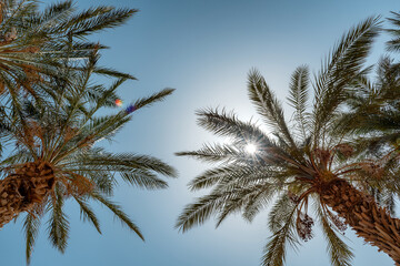 Fototapeta na wymiar Palm trees against the blue sky on Sunlight in tropical beach. Summer vacation and tropical beach concept.