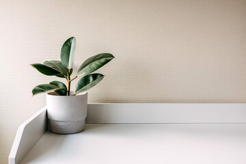 Ficus plant in a white concrete pot on a table.