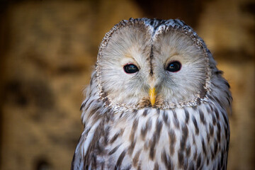 Portrait of strix uralensis or ural owl