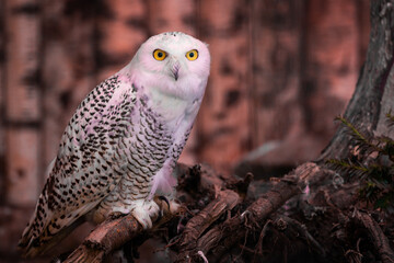 The snowy owl or Bubo scandiacus is a large, white bird of the true owl family. It is sometimes...
