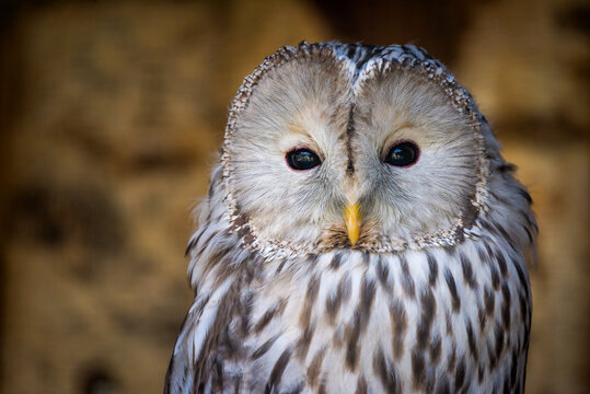 Portrait of strix uralensis or ural owl