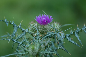 Thistle with sharp thorns. Close up, shallow depth of field.