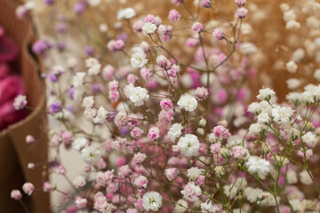 Naklejka premium Colored dried flowers gypsophila，Gypsophila paniculata
