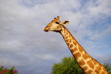 Wild african life. A large common South African giraffe on the summer blue sky.