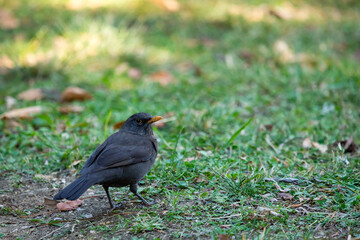 Male Blackbird or Turdus merula