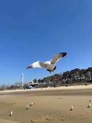 seagull on the beach