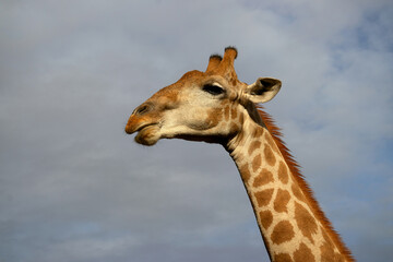 Wild african life. A large common South African giraffe on the summer blue sky.