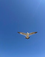 seagull on the beach