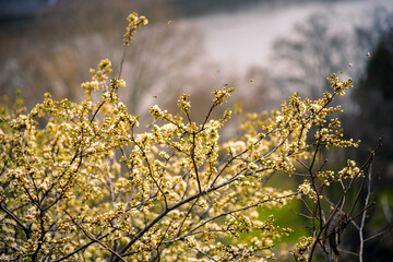 Close-up photo of bee collects pollen from a blossom. Bee collecting honey.Spring tree bloom and bee.