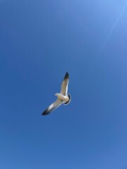 seagull on the beach
