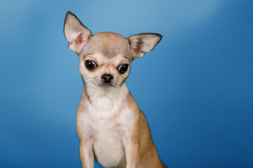 Emotions of a dog. Portrait of a Chihuahua in the studio on a blue background.