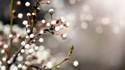 Beautiful apricot flowers landscape. Floral spring abstract background of nature. Branches of blossoming tree with soft focus. Easter and spring greeting cards. Springtime