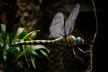 Plastic large figurine of a prehistoric dragonfly.