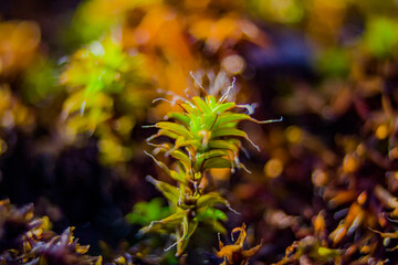 green moss in the garden