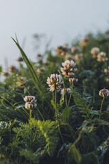 Morning summer or spring. Beautiful wildflowers with dew drops at dawn