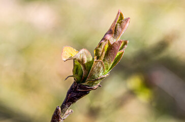 magnolia bud in early spring 